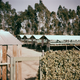 Illustration for article titled Photos of Orange County, Calif., When Oranges Actually Grew There
